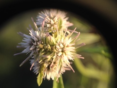 Hyptis lappacea