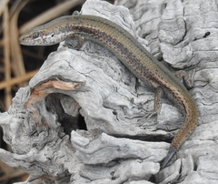 Pseudemoia entrecasteauxii