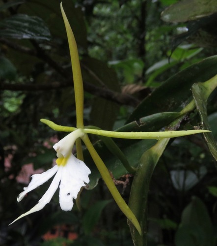 Epidendrum nocturnum image
