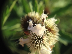 Hyptis lappacea