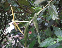 Epidendrum nocturnum