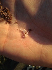 Hyptis lappacea