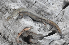 Pseudemoia entrecasteauxii