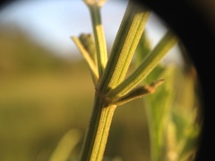 Hyptis lappacea