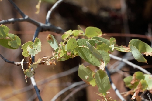 Escarpment brachystegia (Brachystegia allenii)