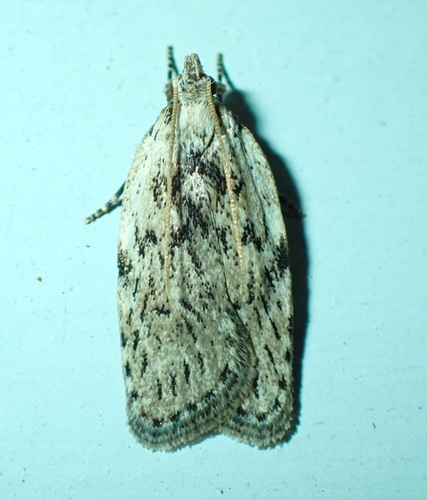 How to identify Phaeosaces compsotypa Meyrick, 1886