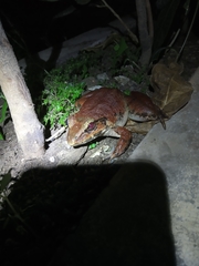 Limnonectes macrodon