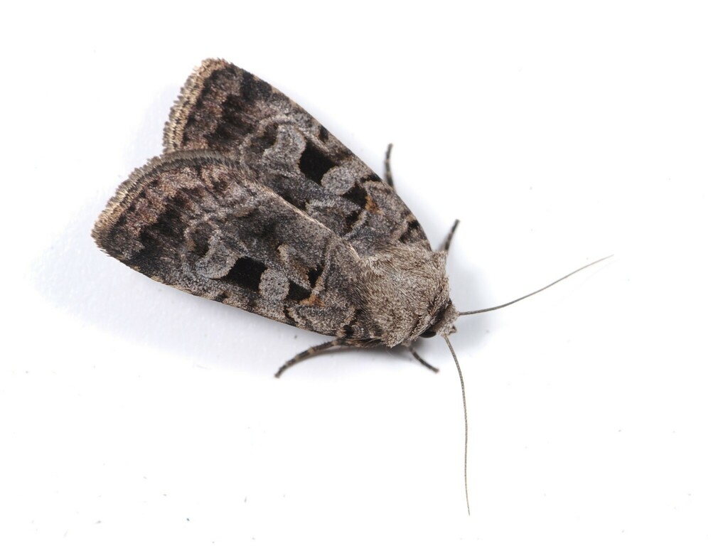 Chersotis deplanata
