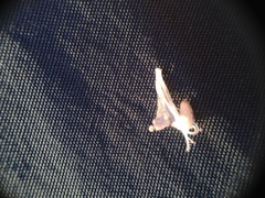 Hyptis lappacea