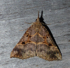 Hypena edictalis