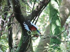 Platycercus eximius eximius