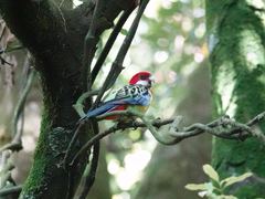 Platycercus eximius eximius