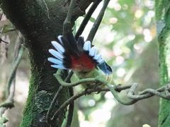 Platycercus eximius eximius