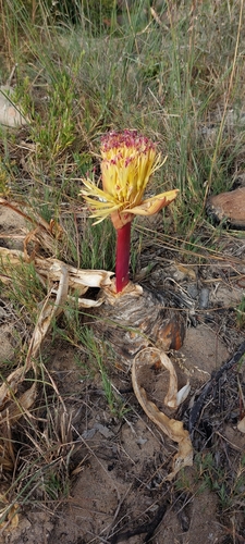 Boophone haemanthoides