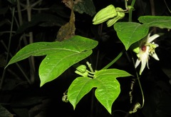 Passiflora lobata