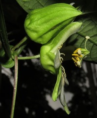 Passiflora lobata