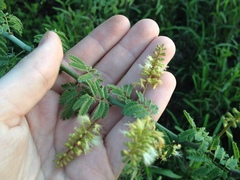 Senegalia emilioana