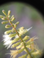 Senegalia emilioana