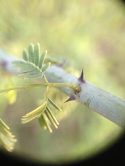 Senegalia emilioana