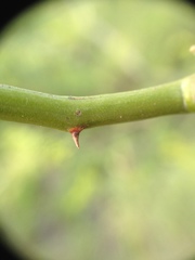 Senegalia emilioana