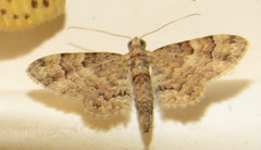 Gymnoscelis lophopus