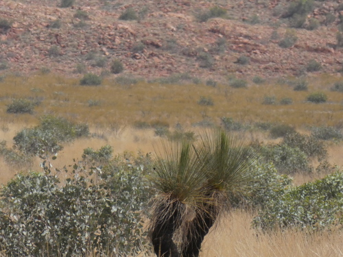 Image of Xanthorrhoea thorntonii by (c) Em Lamond, some rights reserved (CC BY)