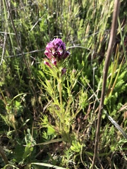 Castilleja densiflora gracilis