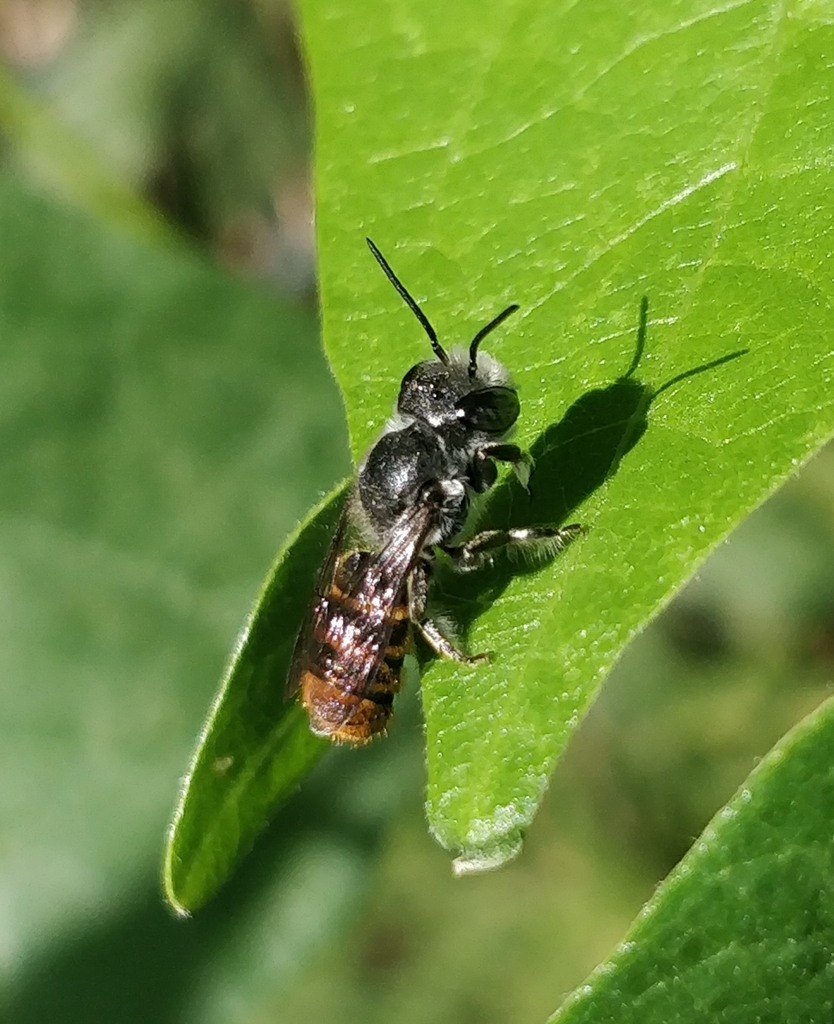 Megachile otomita