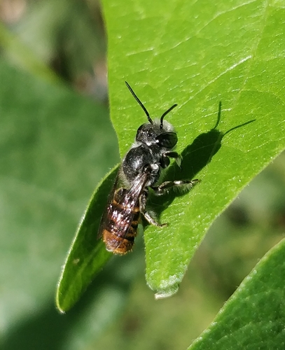 Megachile otomita