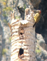 Melanerpes striatus