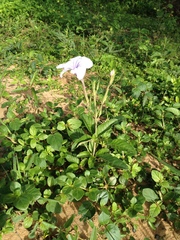 Ruellia macrosolen