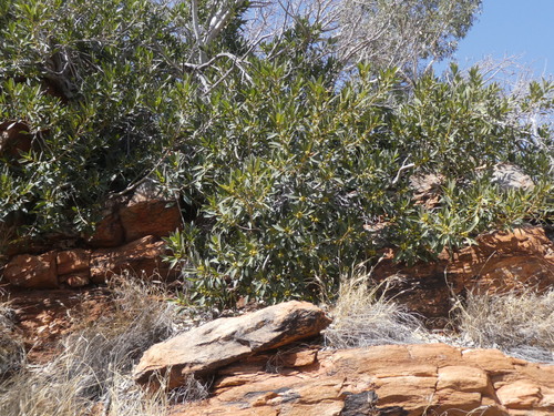 Image of Ficus desertorum by (c) Em Lamond, some rights reserved (CC BY)