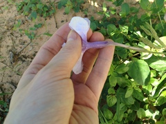 Ruellia macrosolen