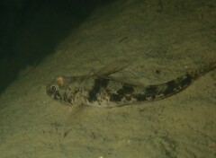 Tamar Goby photo 5