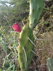 Opuntia elata