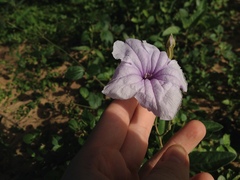 Ruellia macrosolen