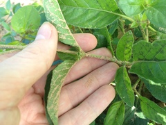 Ruellia macrosolen