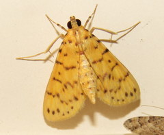Conogethes