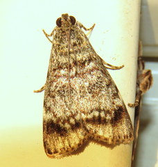 Stericta concisella