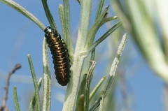 Trirhabda sericotrachyla