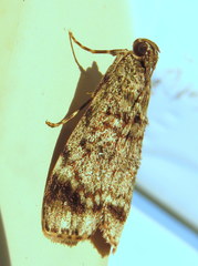 Stericta concisella