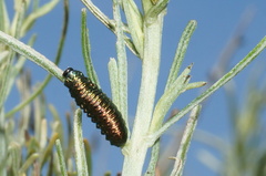 Trirhabda sericotrachyla