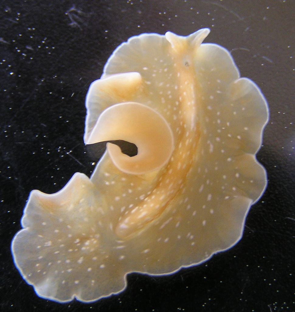 Pseudoceros japonicus
