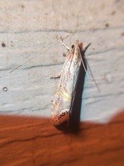 Euchromius californicalis