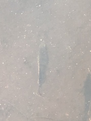 Lepomis macrochirus purpurascens