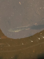 Lepomis macrochirus purpurascens