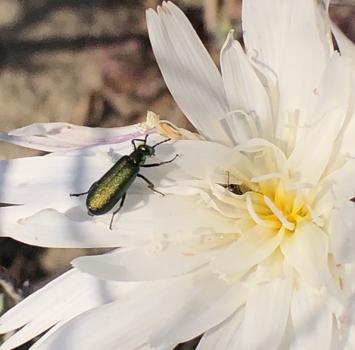Green Blister Beetle photo 4