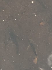 Lepomis macrochirus purpurascens