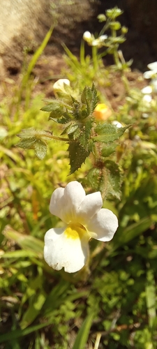 Image of Nemesia Acornis (Nemesia acornis) by (c) Liezl van der Merwe, some rights reserved (CC BY)