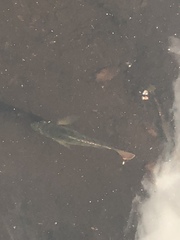 Lepomis macrochirus purpurascens